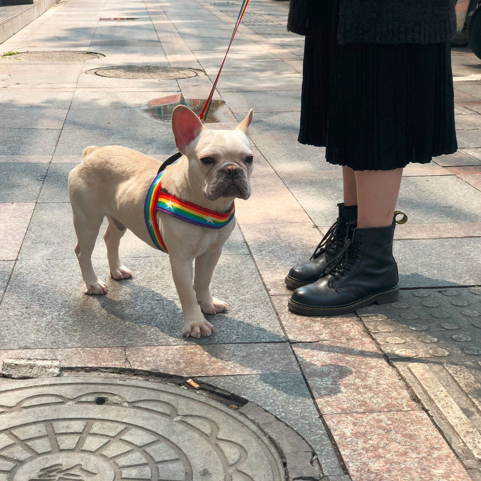 Rainbow Cool Dog Chain & Leash Set
