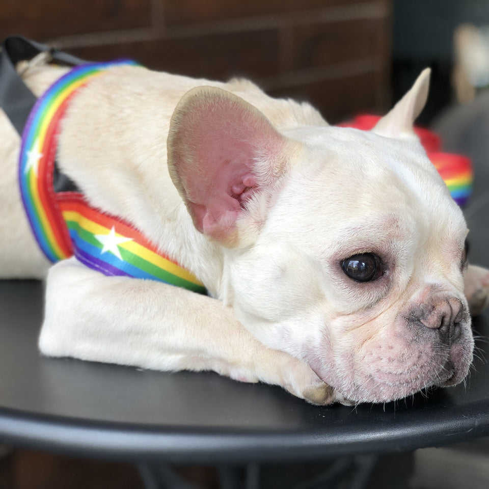 Rainbow Cool Dog Chain & Leash Set