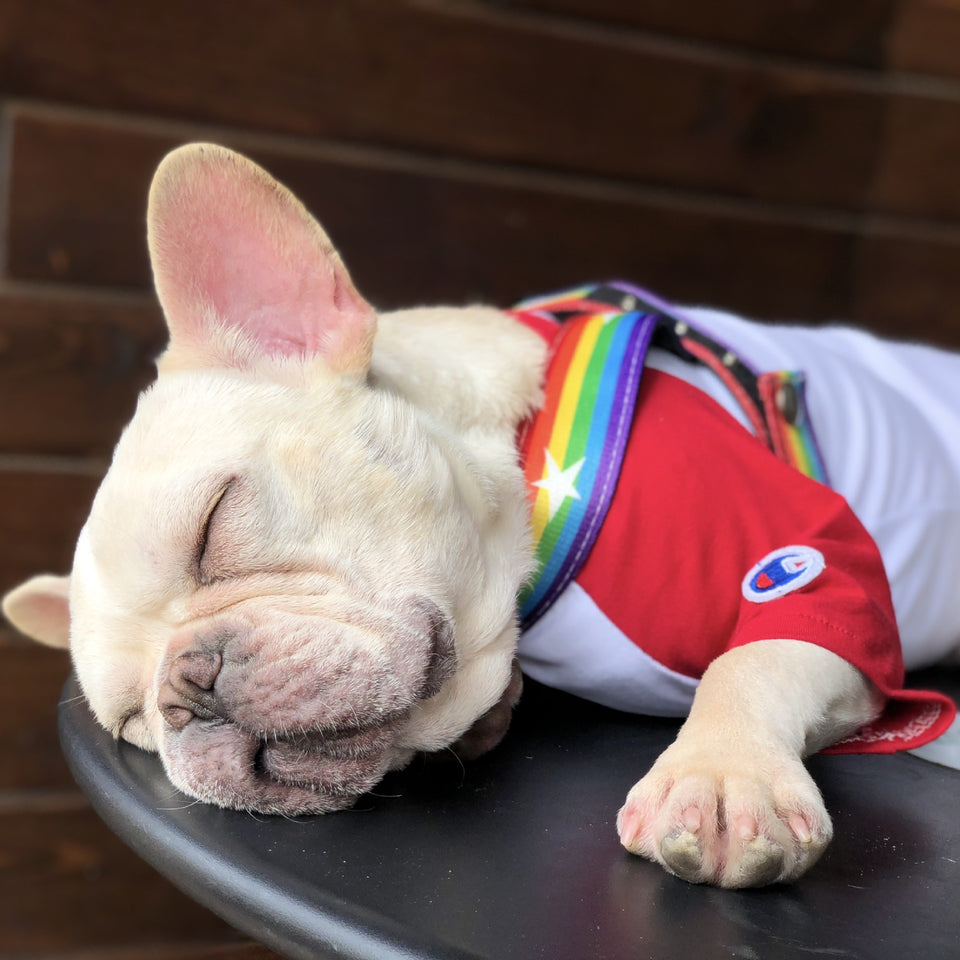Rainbow Cool Dog Chain & Leash Set